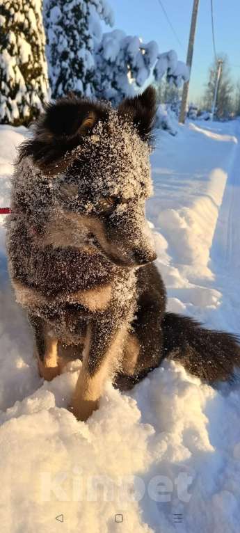 Собаки в других городах Ленинградской области: Пушистое чудо Девочка, Бесплатно - фото 4