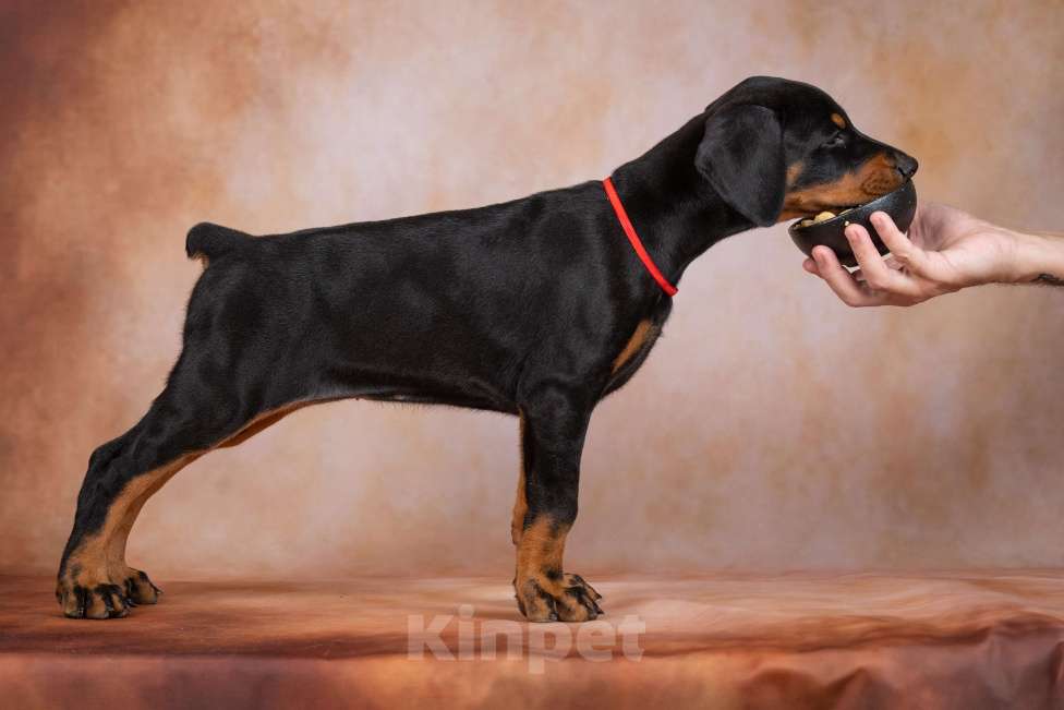 Собаки в Москве: Щенок добермана Девочка, 100 000 руб. - фото 9