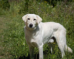 Собаки в Москве: Белый. Самый хороший мальчик Мальчик, 1 руб. - фото 2
