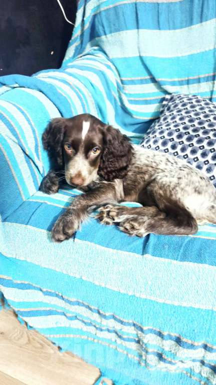 Собаки в Нижнем Новгороде: Щенок русского охотничьего спаниеля Девочка, Бесплатно - фото 2