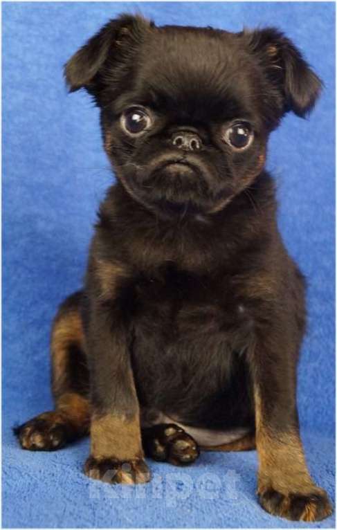 Собаки в Москве: ТИПА Мальчик, 150 000 руб. - фото 2