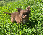 Собаки в Подольске: Щенок чихуахуа Мальчик, 80 000 руб. - фото 1