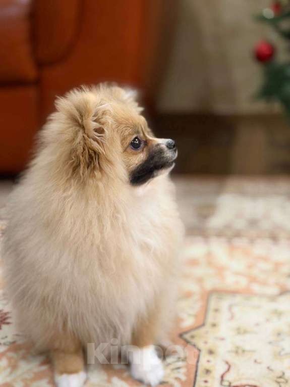 Собаки в Москве: Немецкий шпиц (девочка) Девочка, 1 руб. - фото 1