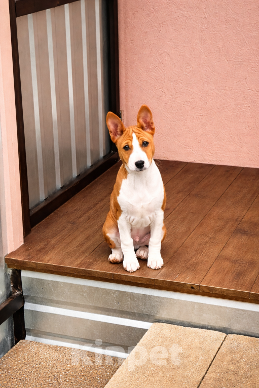 Собаки в Севастополе: Мальчики басенджи Мальчик, Бесплатно - фото 6