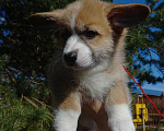 Собаки в Шуе: Щенок вельш корги пемброк Мальчик, Бесплатно - фото 4