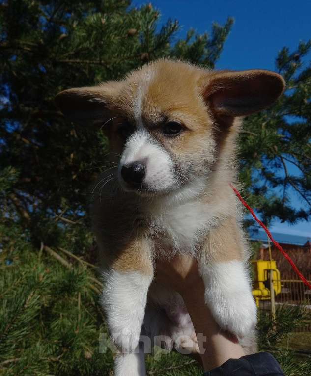 Собаки в Шуе: Щенок вельш корги пемброк Мальчик, Бесплатно - фото 4