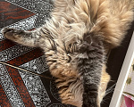 Кошки в Екатеринбурге: Котик Карл Мальчик, Бесплатно - фото 3