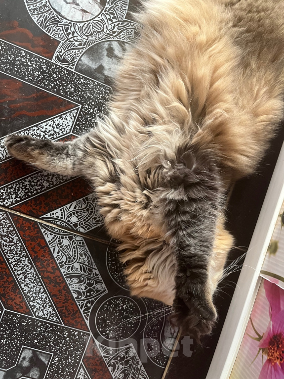 Кошки в Екатеринбурге: Котик Карл Мальчик, Бесплатно - фото 3