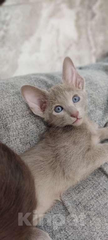 Кошки в Москве: Лиловые ориентальные мальчишки Мальчик, 50 000 руб. - фото 6