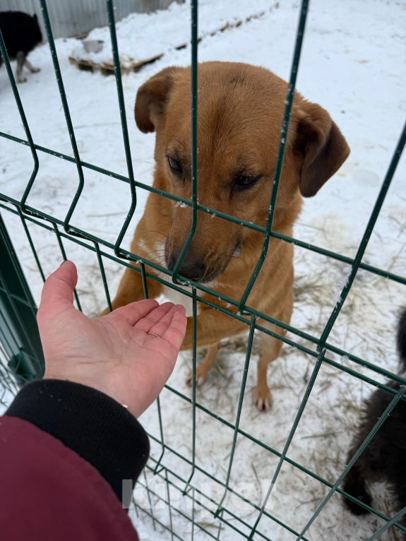 Собаки в Санкт-Петербурге: Подари надежду💔 Мальчик, Бесплатно - фото 2