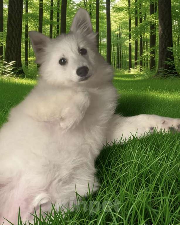 Собаки в Москве: Японский шпиц Мальчик, 50 000 руб. - фото 1