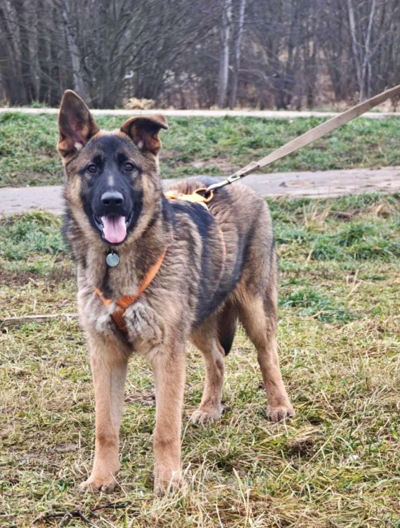 Собаки в Москве: Щенок Лео ищет дом Мальчик, Бесплатно - фото 1