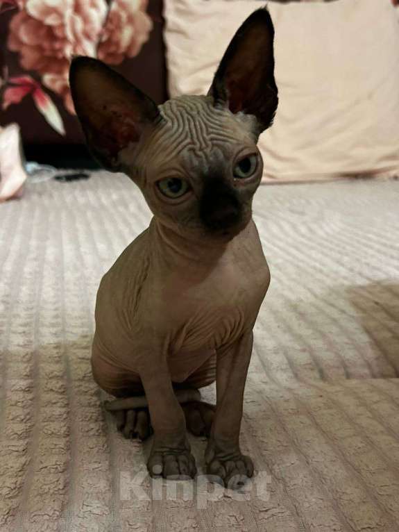 Кошки в Москве: Канадский сфинкс  Мальчик, 30 000 руб. - фото 4