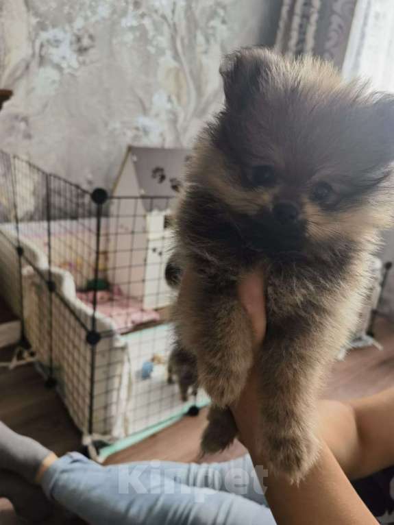 Собаки в Красноярске: Продаётся померанский шпиц редчайшего окраса Мальчик, Бесплатно - фото 2