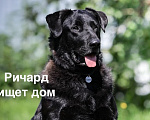 Собаки в Жуке: Красавец Рич в поисках дома Мальчик, Бесплатно - фото 1