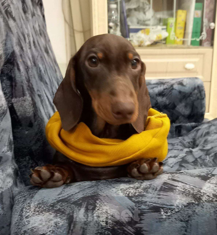Собаки в Перми: Кофейный Мальчик 1 Мальчик, 50 000 руб. - фото 3