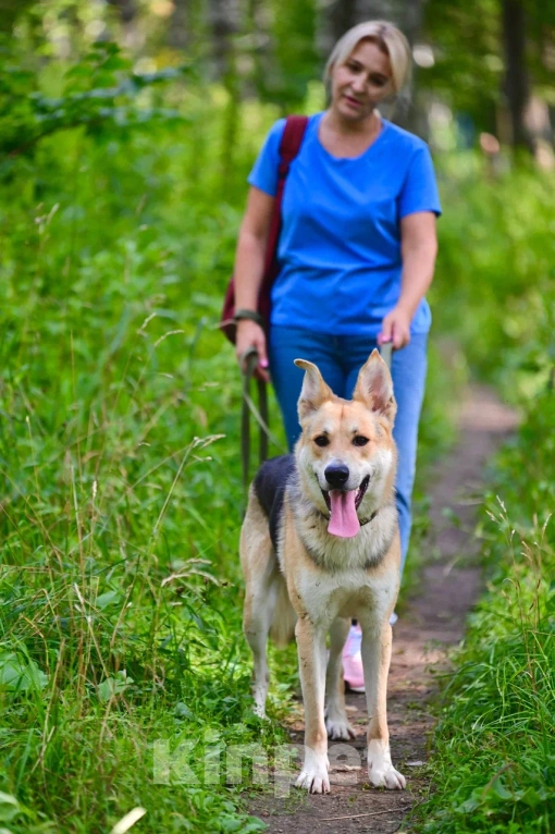 Собаки в Красногорске: Подросток Грей мечтает стать домашним любимцем  Мальчик, Бесплатно - фото 2