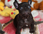 Собаки в Санкт-Петербурге: Шикарная шоколадная Девочка, 80 000 руб. - фото 2