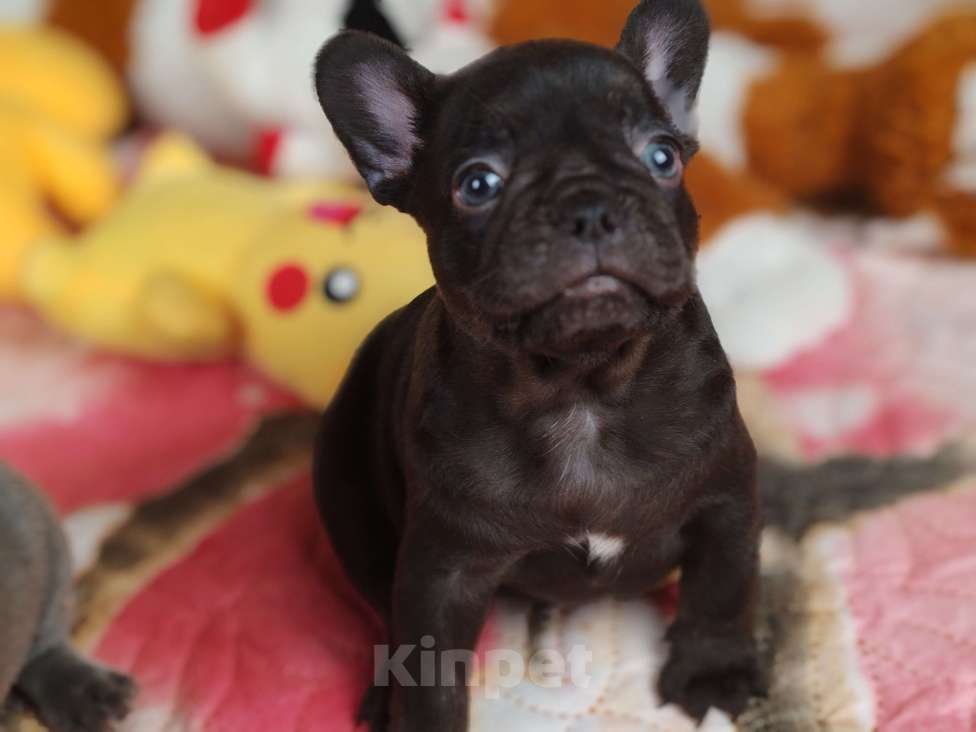 Собаки в Санкт-Петербурге: Шикарная шоколадная Девочка, 80 000 руб. - фото 2
