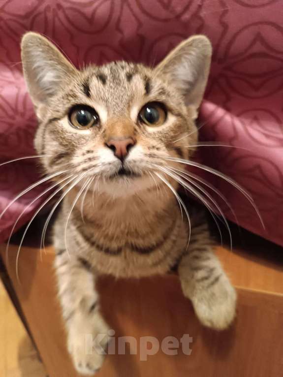 Кошки в Москве: Кошечка Флора ищет добрые руки Девочка, Бесплатно - фото 3