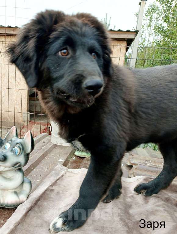 Собаки в Медногорске: Девочка тувинка бесплатно. Девочка, 500 руб. - фото 2