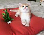 Кошки в Москве: Золотые бритайские   короткошерстные котята    BSH ny12 за 100 тысяч руб Девочка, 105 000 руб. - фото 2