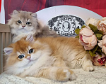 Кошки в Москве: Котики ny12, ay11 золотые шиншиллы Мальчик, 100 000 руб. - фото 2