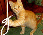 Кошки в Мичуринске: Коты-Апельсины!, 500 руб. - фото 2
