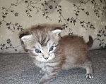 Кошки в Ачинске: Мейн - кун, 10 000 руб. - фото 2