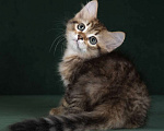 Кошки в Москве: Элитные котята питомник. Кошечка Улана. Девочка, 49 900 руб. - фото 3