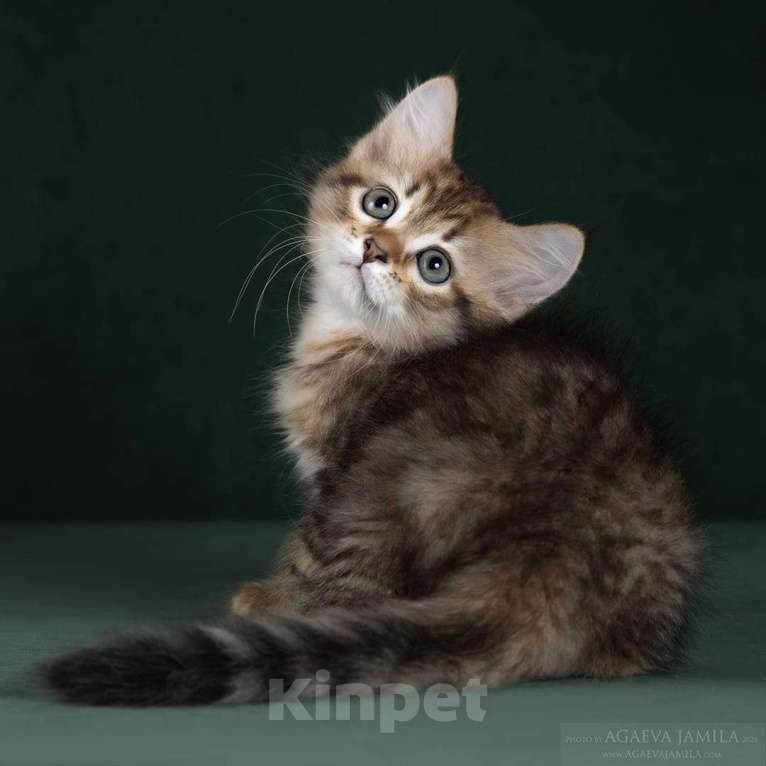 Кошки в Москве: Элитные котята питомник. Кошечка Улана. Девочка, 49 900 руб. - фото 3