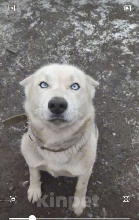 Собаки в других городах Воронежской области: В добрые руки  Девочка, Бесплатно - фото 1