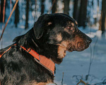 Собаки в Москве: Валет Мальчик, Бесплатно - фото 2