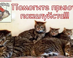 Кошки в Верее: Отдаю в добрые руки кота беспородного Мальчик, Бесплатно - фото 1