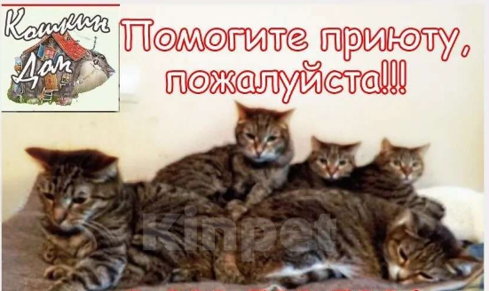 Кошки в Верее: Отдаю в добрые руки кота беспородного Мальчик, Бесплатно - фото 1