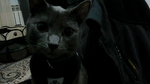 котенок мальчик в добрые руки