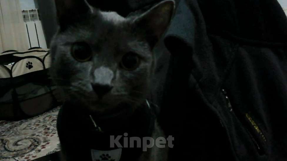 Кошки в Махачкале: котенок мальчик в добрые руки Мальчик, Бесплатно - фото 1