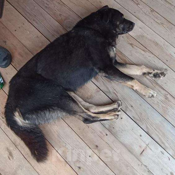 Собаки в Томске: Щенки в дар — 8 пушистых радостей 🐶 Бесплатно в добрые руки! Мальчик, Бесплатно - фото 7