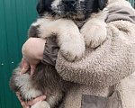 Собаки в Ижевске: Щенки породы Московская сторожевая Мальчик, 45 000 руб. - фото 3