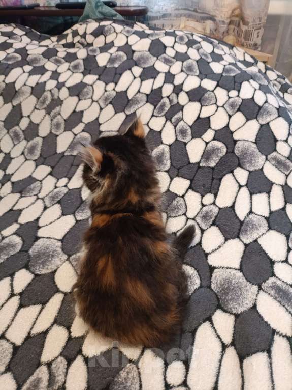 Кошки в других городах Новосибирской области: Котёнок Мейн-кун  Девочка, 18 000 руб. - фото 6