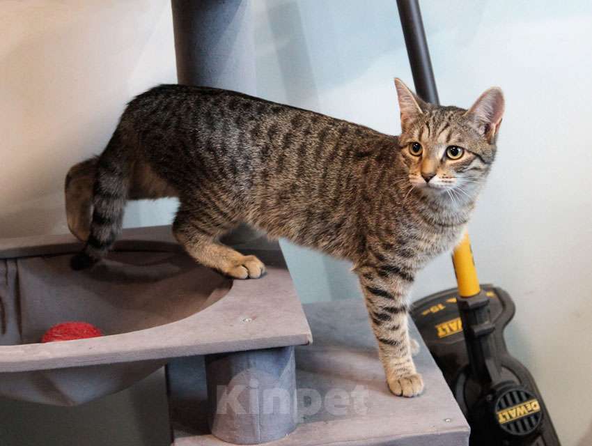 Кошки в Москве: Ищут дом три кошачьих сердца Мальчик, 10 руб. - фото 6