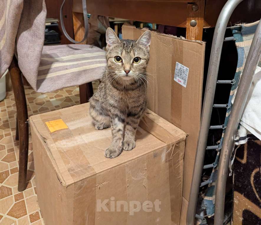 Кошки в Видном: СЕЛИНА Девочка, Бесплатно - фото 2