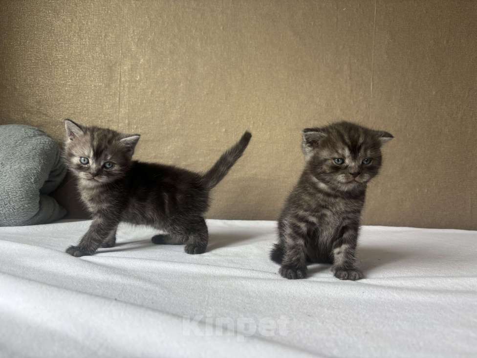Кошки в Новокузнецке: Шотландский котенок  Мальчик, 5 000 руб. - фото 2