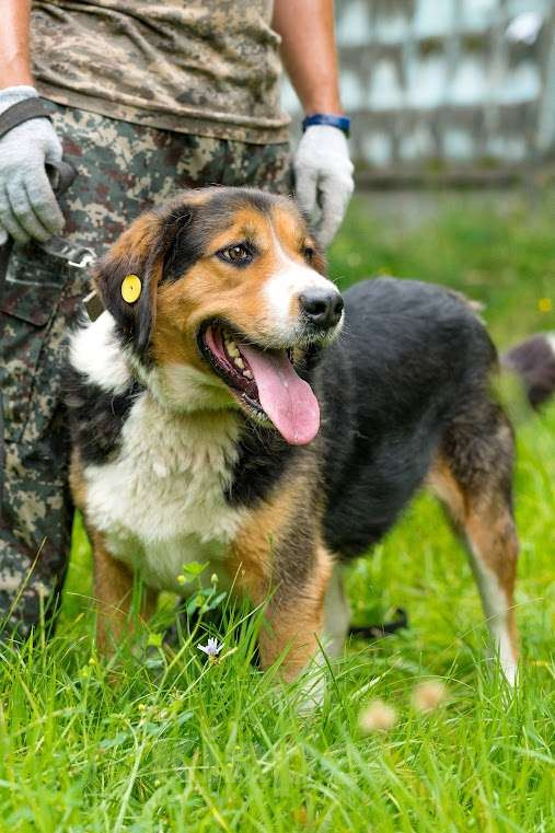 Собаки в Воскресенске: Большой Бим с большим сердцем в поисках дома! Мальчик, Бесплатно - фото 4