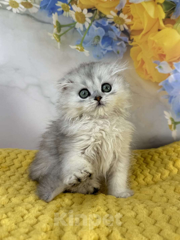 Кошки в Саранске: Серебристая шиншилла шотландский мальчик  Мальчик, 35 000 руб. - фото 2
