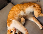 Кошки в Серпухове: Котенок Мальчик, Бесплатно - фото 4