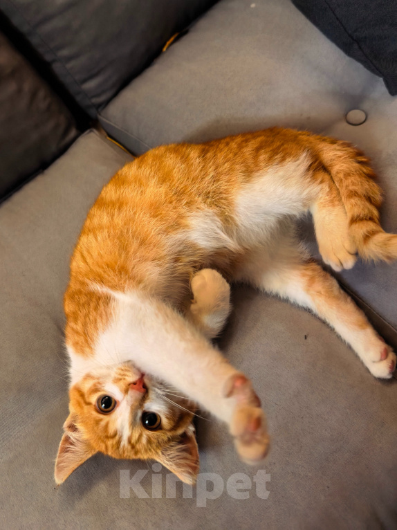 Кошки в Серпухове: Котенок Мальчик, Бесплатно - фото 4