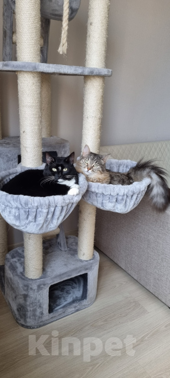 Кошки в Москве: Том и Джерри  Девочка, 7 руб. - фото 2