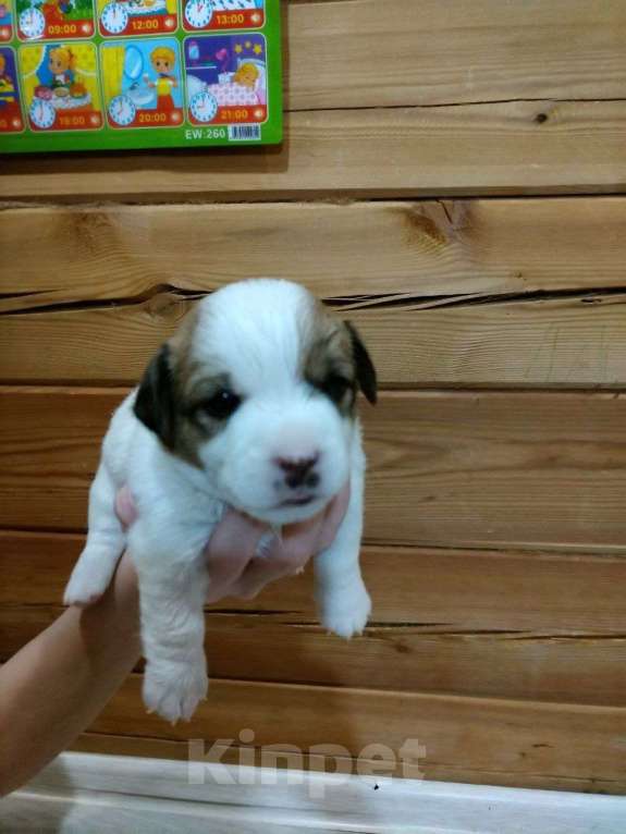 Собаки в Иркутске: Мальчик  Мальчик, 20 000 руб. - фото 4