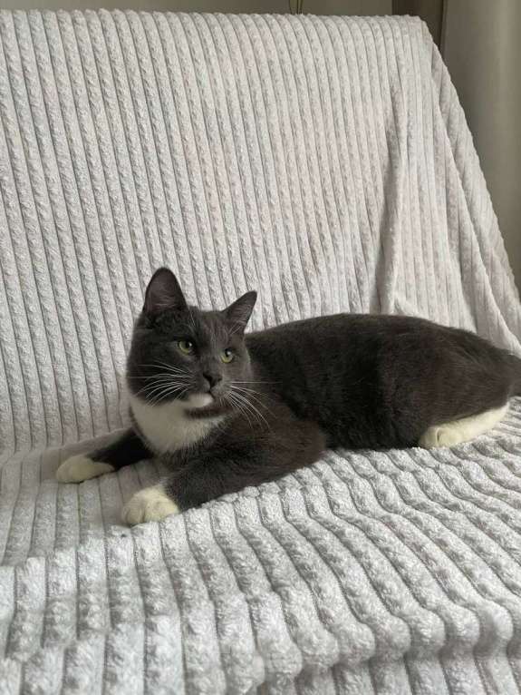 Кошки в Москве: Ласковый красавец молодой котик Митя ищет семью! Мальчик, Бесплатно - фото 7